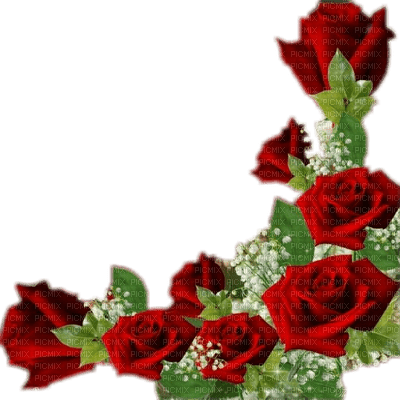 Red roses - Free PNG