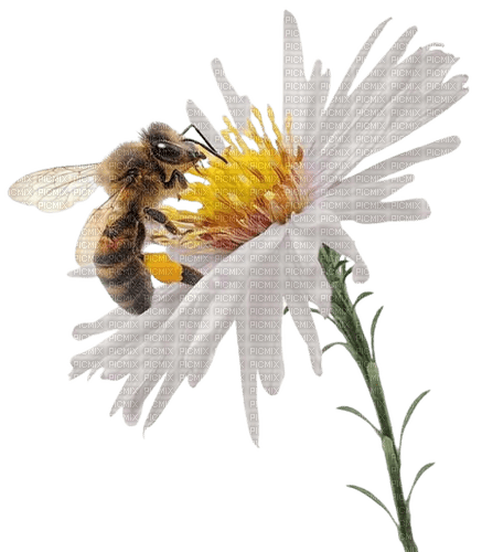 bee biene insect honey abeille - ilmainen png