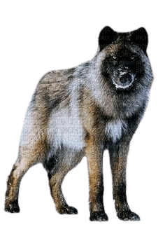 Loup debout - 免费PNG