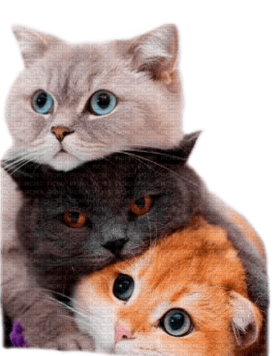 cats by nataliplus - gratis png