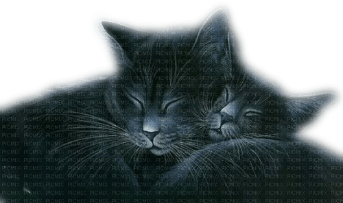 Cats - 無料png