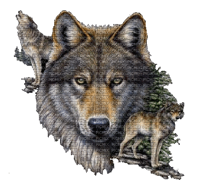 lobo - GIF animado grátis