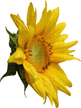 Kaz_Creations Deco Flowers Sunflower Flower - bezmaksas png