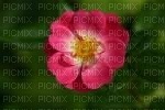 Fleur - Free PNG