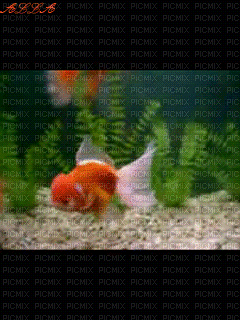 рыбки - GIF animado gratis
