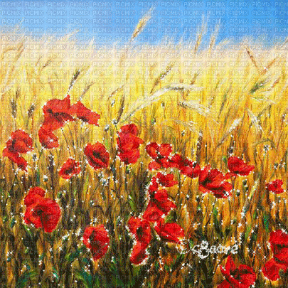 soave background animated poppy field  flowers - GIF animate gratis