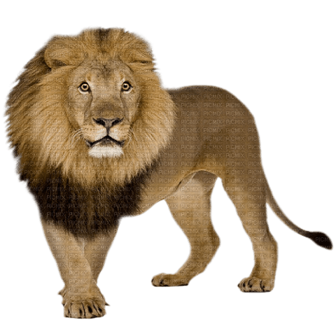 lion - png grátis