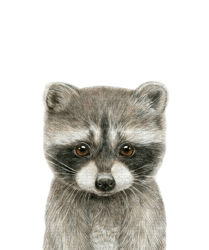 raccoon - ingyenes png
