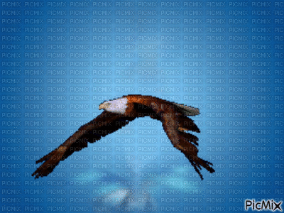 Eagle - Безплатен анимиран GIF