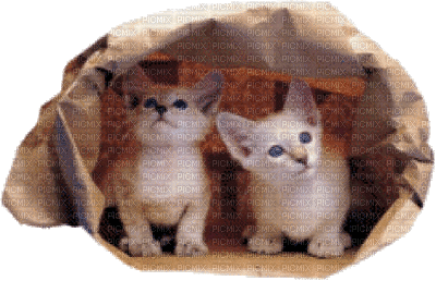 Cats in a Paper Bag - Безплатен анимиран GIF