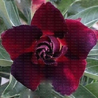 flores de colores ,adolgian - 免费PNG
