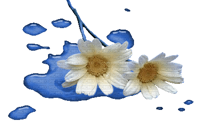 kwiat - Animovaný GIF zadarmo