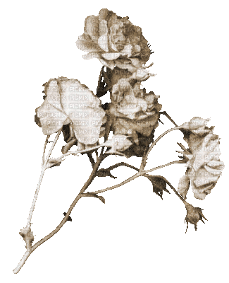 soave deco flowers animated branch rose sepia - Ilmainen animoitu GIF