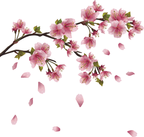 petals - фрее пнг