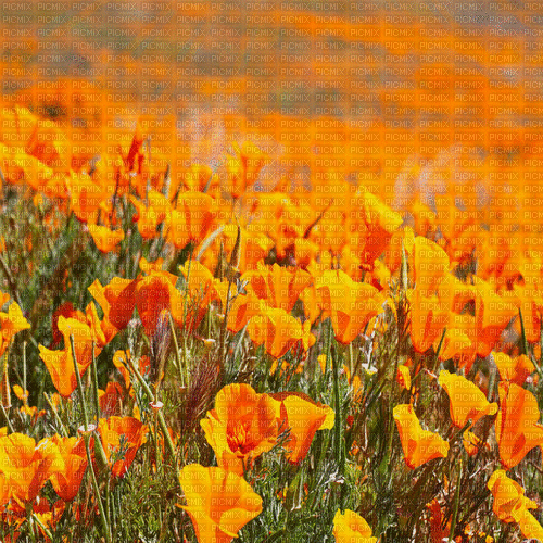 orange milla1959 - Безплатен анимиран GIF