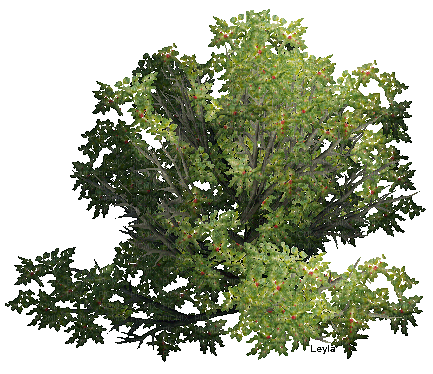 Дерева - 免费动画 GIF