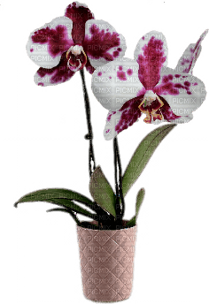 orchids  purple bp - фрее пнг