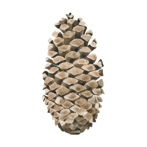 Pine Cone Watercolor - Free PNG