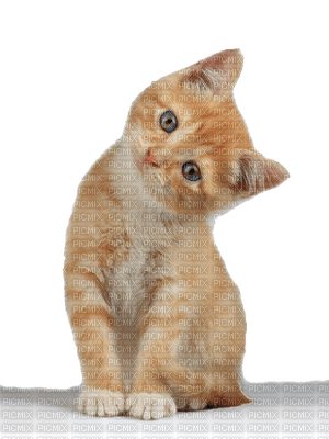 Kaz_Creations Animals Animal Cats Cat Kitten - ilmainen png