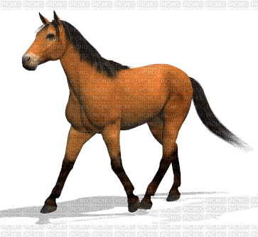 ani-häst - Безплатен анимиран GIF