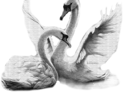 Y.A.M._Birds swans black-white - Free PNG