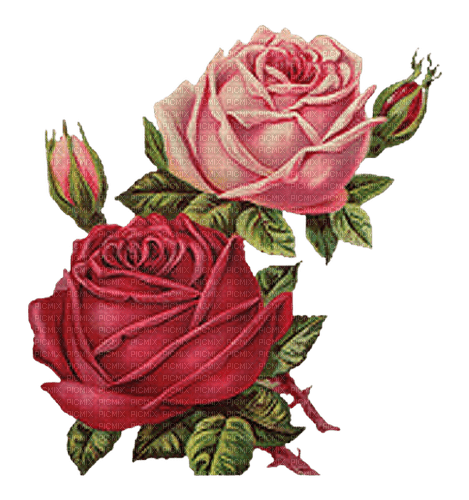 Vintage Rose - Bogusia - PNG gratuit