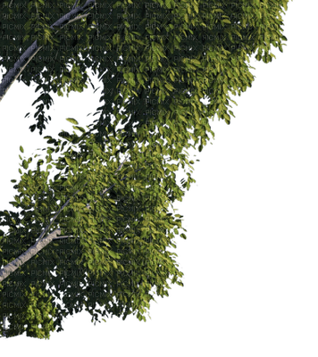 arbre - 免费PNG