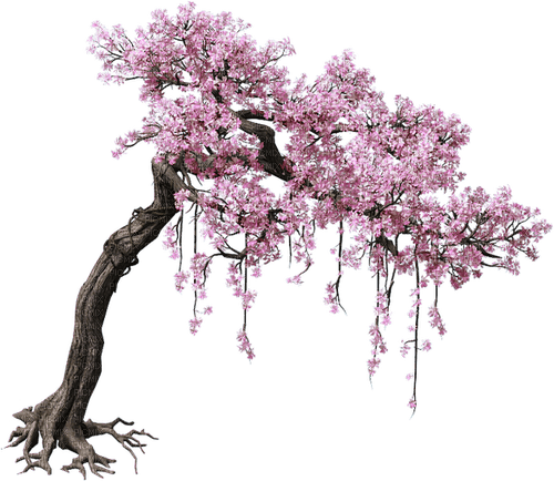 Cherry Tree - 免费PNG