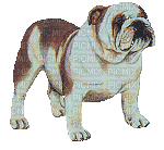 chien - Bezmaksas animēts GIF