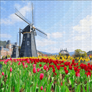 tulips field gif champ de tulipes 🌷 - GIF animado gratis