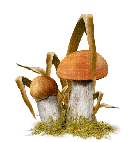 autumn deco mushroom kikkapink - png gratis