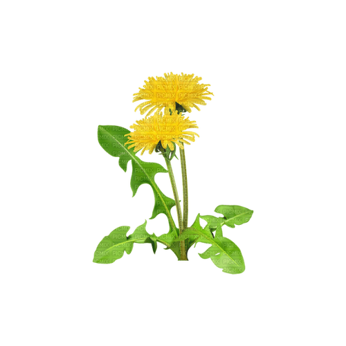 kikkapink deco scrap flowers yellow - 免费PNG