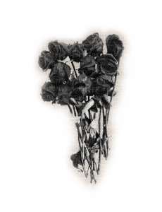 black roses - gratis png