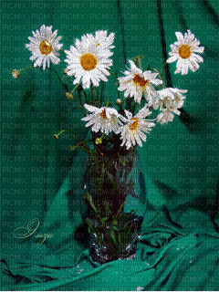 turquoise drapery  daisy flowers gif - GIF animé gratuit
