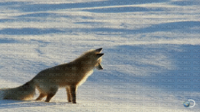 Fox - Zdarma animovaný GIF
