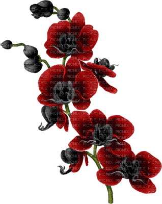 Kwiat czerwony storczyk - фрее пнг