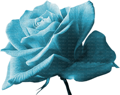Salomelinda rose bleu ! - ücretsiz png