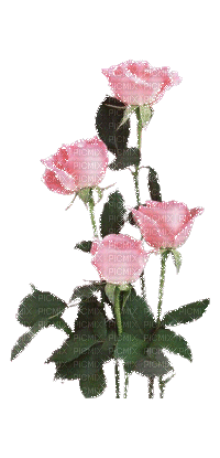 flores rosas gif dubravka4 - Free animated GIF