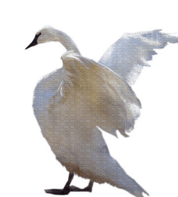 aves - δωρεάν png