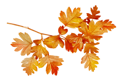 autumn deco by nataliplus - PNG gratuit