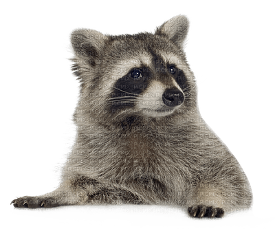 raccoon bp - darmowe png