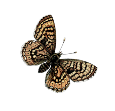 papillon marron.Cheyenne63 - png ฟรี