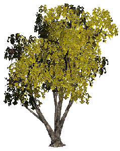 tree - Free animated GIF