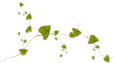 minou-Leaves-löv-blad - ingyenes png