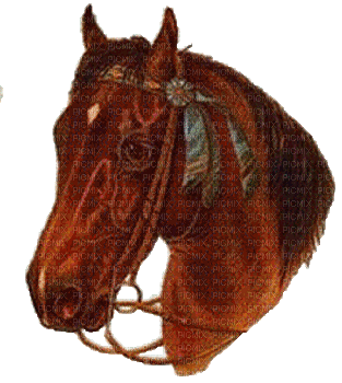 American Indian horse bp - Gratis animeret GIF