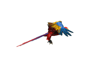 papoušek - Animovaný GIF zadarmo