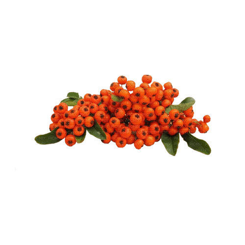 kikkapink deco scrap orange plant flower - PNG gratuit