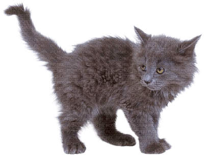 Kaz_Creations  Cats Cat Kittens Kitten - zadarmo png