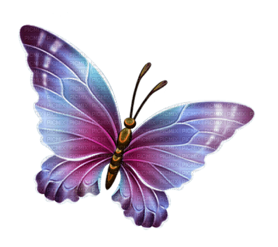 dulcineia8 borboletas - bezmaksas png