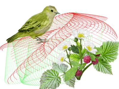 patymirabelle décor oiseau - PNG gratuit